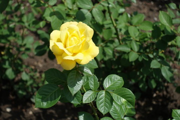 Single yellow flower of rose in May