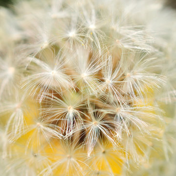 dandelion on nature background