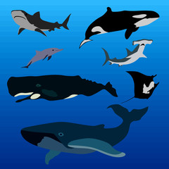 A collection of marine life. Whale, sperm whale, shark, killer whale, stingray.