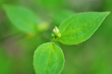 jasmine leaves on a bright sunny day