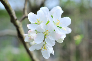 Beautiful apple tree branch