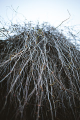 Close-up of dry creeper plant. Photo with shallow depth of field.