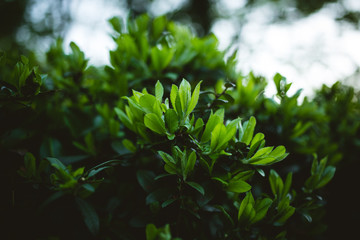 Obraz premium Close-up of green leaves. Photo with shallow depth of field.