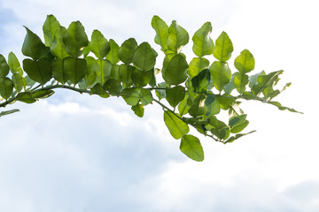 The leaves of bergamot are abundant with the sky blurred.