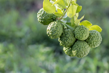 Fototapeta premium Kaffir lime bunch with backdrop blur.
