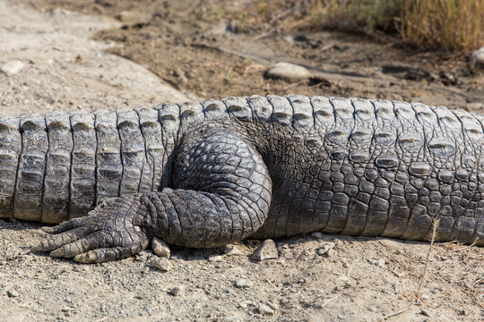 Marsh Crocodile in Jakigur, Sistan and Baluchistan, Iran