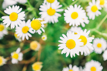 Obraz premium Chamomile field flowers. Beautiful summer nature scene with blooming medical chamomilles in sun flare. Herbal flowers