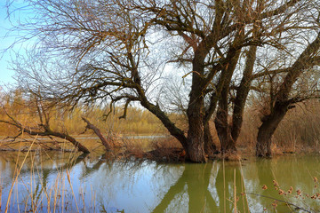 Tree (tree trunks) standing in high water of Danube river during a spring floods on a calm day. Reflection of tree trunks in water