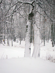 Tree trunks covered with snow