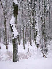 Tree trunks covered with snow - 212071235