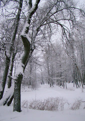 Tree trunks covered with snow - 212071252