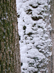 Tree bark covered with snow - 212071262