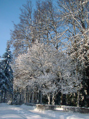 Winter park landscape - 212071426