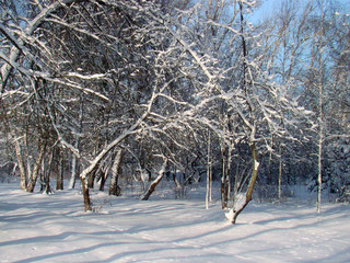 Winter park landscape - 212071470