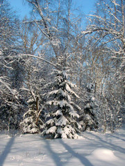Winter park landscape - 212071491
