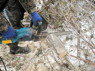 the worker saws a tree by chainsaw