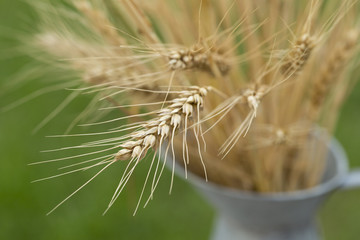 Bouquet of Wheat in gray vase on green background, macro, close up shot