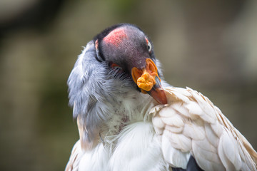 King vulture in a Zoo, Berlin