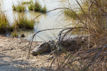 Fototapeta premium Marsh Crocodile in Jakigur, Sistan and Baluchistan, Iran