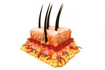 Human skin anatomy