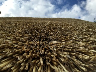 Looking up a newly thatch roof to the sky