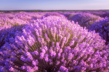 Plakat Lavender fields