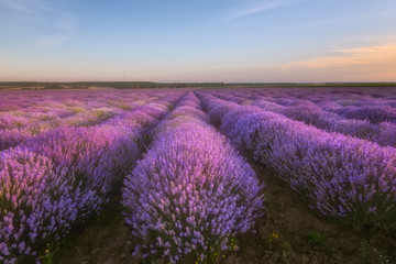 Fototapeta na wymiar Lavender fields