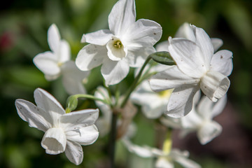 Fototapeta na wymiar White daffodils in a garden