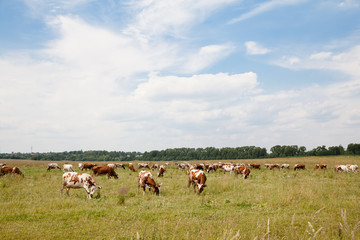 herd of cows in the meadow