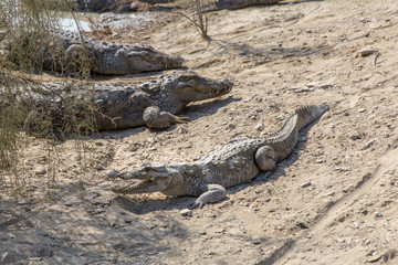 Fototapeta premium Marsh Crocodile in Jakigur, Sistan and Baluchistan, Iran