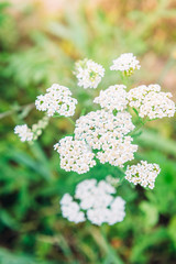 Medicinal wild herb Yarrow flowers on grass background.