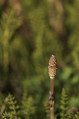 horsetail