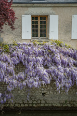 Wisteria climbing up a stone walled building in the Loire valley, France