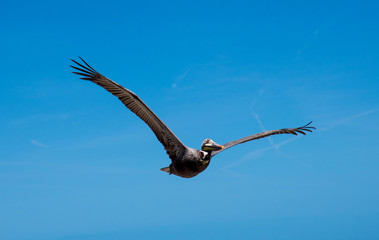 Pelican flying in the blue sky.