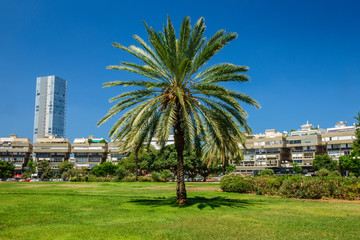 Palm tree at Medina Square, Tel Aviv, Israel © Mikhail