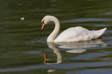 White Swan swimming in a summer pond. Graceful swan on beautiful green water surface