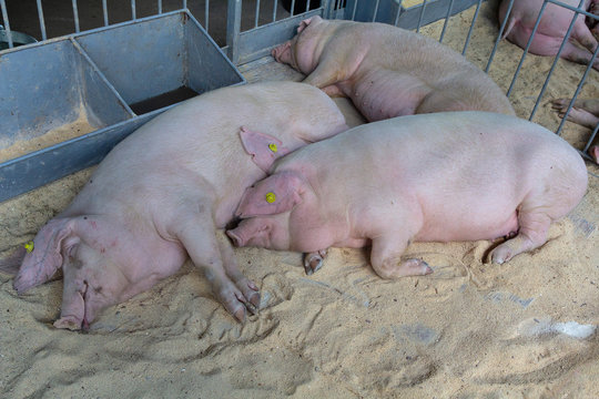 Fat pigs sleep on the farm. Agriculture