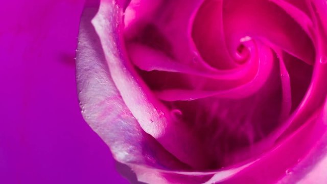 Top view of a beautiful rose in spreading paint. Close-up