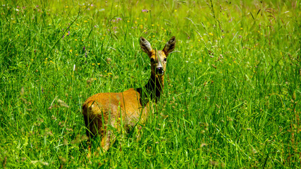 Scheues Reh schaut auf mich 