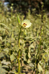 Hibiscus esculentus, Sistan and Baluchistan, Iran