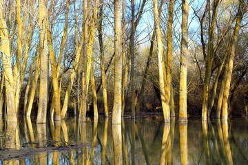 Trees (tree trunks) standing in high water of Danube river during a spring floods on a calm day. Reflection of tree trunks in water