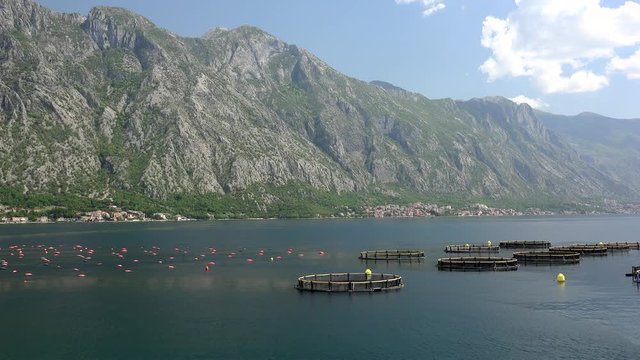 Mussel and oyster farm  with the Longline (rope) culture of cultivation. Kotor Bay, Montenegro.