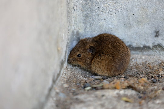 Maus in einer Hausecke