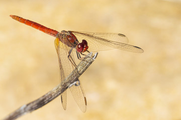Red dragonfly in a natural environment against a soft background. Close-up view perched on a branch.