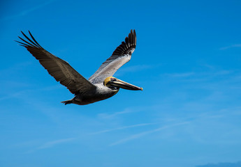 Pelican flying in the blue sky.