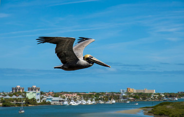 Pelican in flight against the background of the city and the bay.