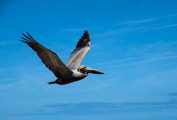 Obraz premium Pelican flying in the blue sky.