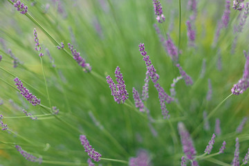 Fototapeta premium lavender in the field