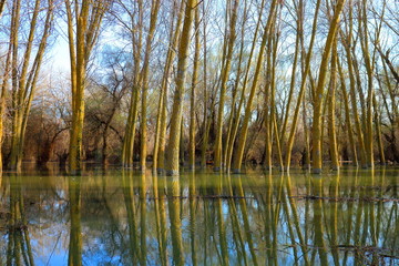 Trees (tree trunks) standing in high water of Danube river during a spring floods on a calm day. Reflection of tree trunks in water