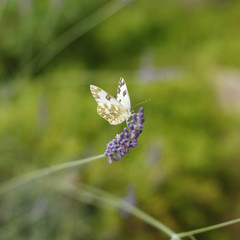 butterfly on a lavender flower
